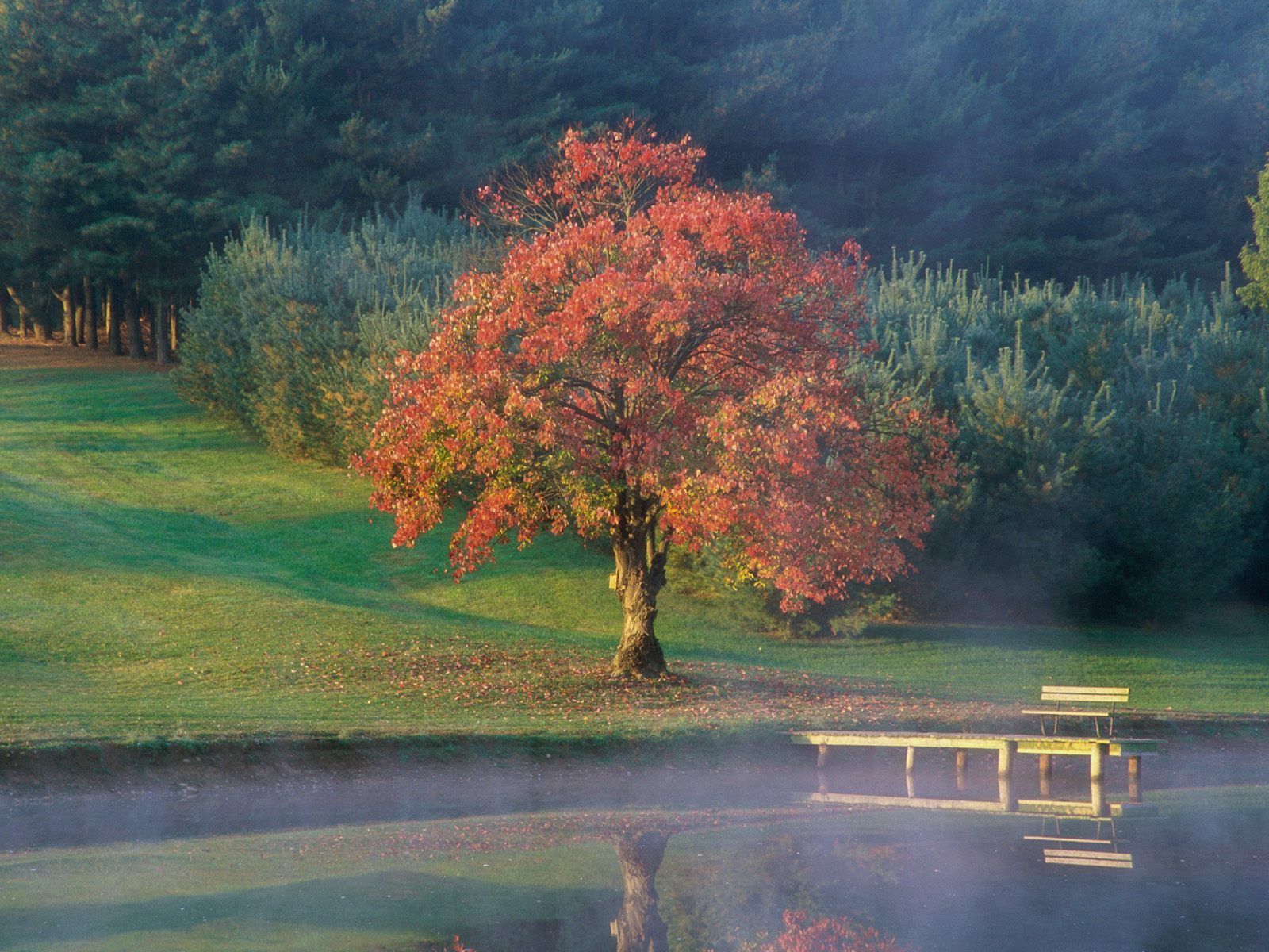 fonds ecran foret, parc